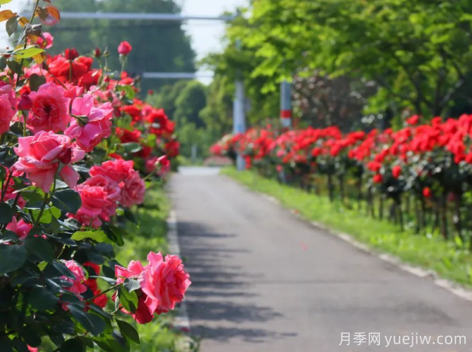 宜昌市董市鎮(zhèn)，月季綻放月季小鎮(zhèn)(圖3)