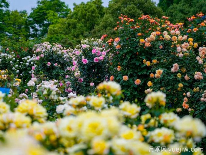 創(chuàng)建世界月季名園，寧波植物園月季花海驚艷綻放(圖2)