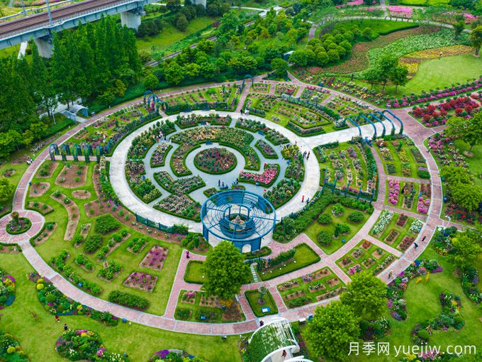 創(chuàng)建世界月季名園，寧波植物園月季花海驚艷綻放(圖3)