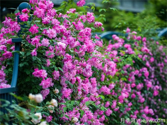 月季名園：寧波植物園月季園(圖4)
