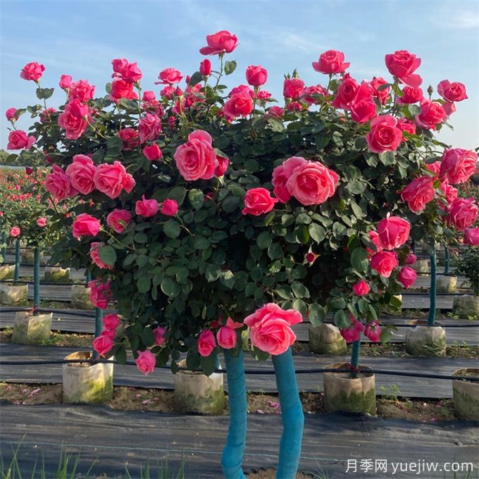 冬季養(yǎng)好月季，春天怒放盛開(kāi)，造型藤本月季修剪辦法(圖1)