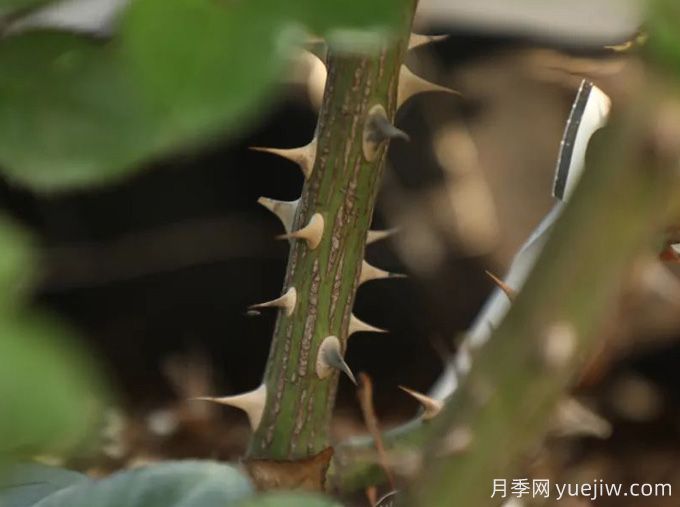 又被扎了！月季憑什么長那么多刺？(圖2)