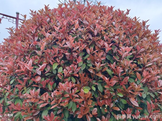 15種園林常見(jiàn)彩葉植物(圖2)