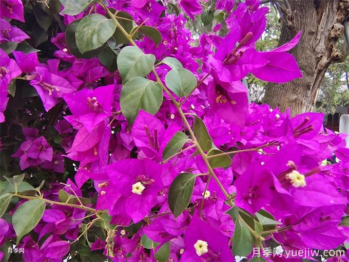 十一月開(kāi)花的花有哪些？(圖2)