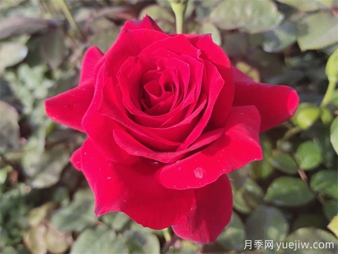 送花有講究，玫瑰花語、支數(shù)寓意告訴你(圖1)