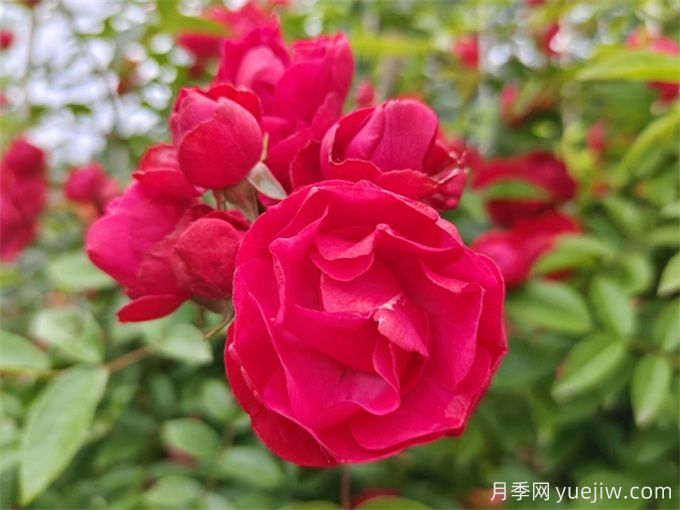 院子再小，也要養(yǎng)上紅木香月季！開花量大，開成花海！(圖2)