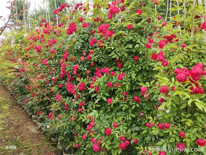 院子再小，也要養(yǎng)上紅木香月季！開花量大，開成花海！(圖3)
