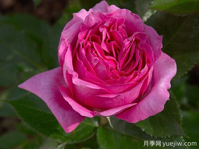 伯納黛特拉方特月季介紹，花美花大濃香勤花(圖1)