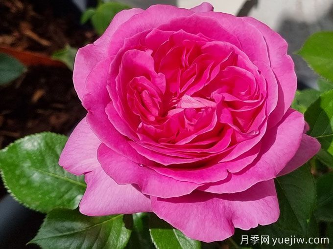 伯納黛特拉方特月季介紹，花美花大濃香勤花(圖2)