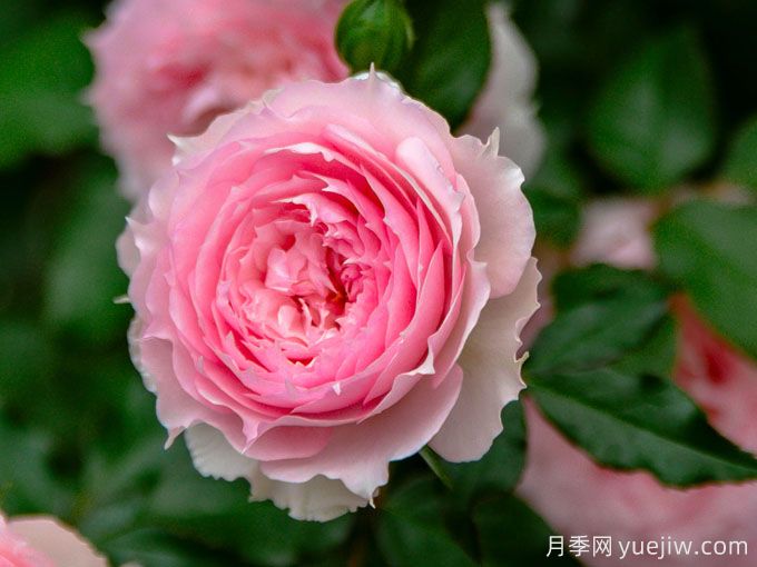 夢中情花？耐曬耐雨淋！5個天狼月季品種推薦(圖3)