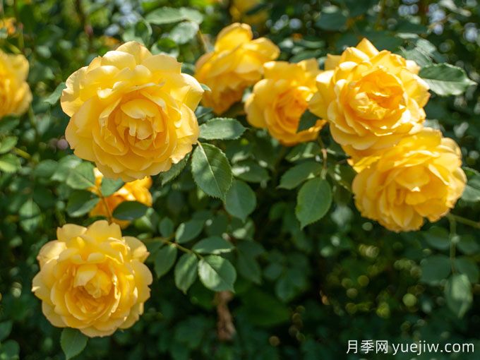 夢中情花？耐曬耐雨淋！5個天狼月季品種推薦(圖5)
