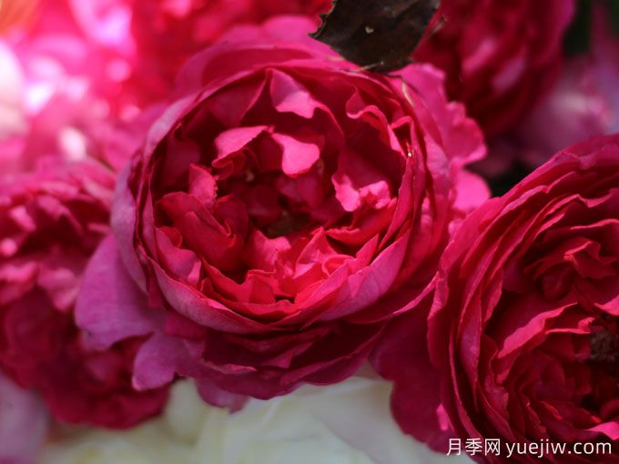 胭脂香水月季，美妙色彩和濃郁香氣的伊芙月季(圖1)