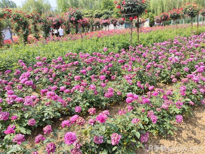 種植和管理地栽月季需要注意些什么？(圖2)