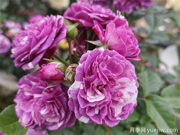 栽植養(yǎng)護月季需要注意什么？(圖1)