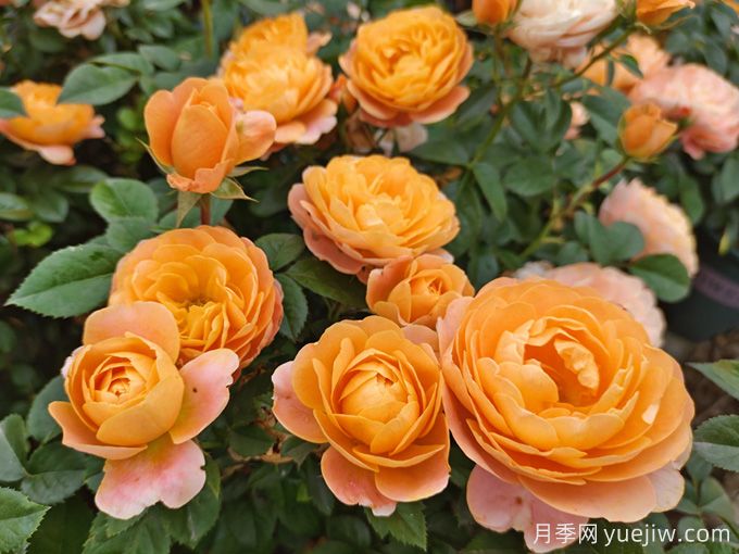 適合陽(yáng)臺(tái)種植的微型月季品種推薦(圖1)