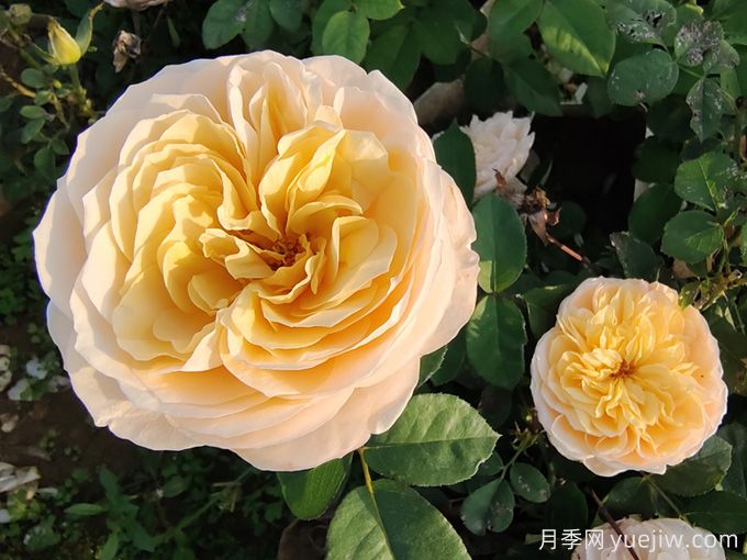 夏天10大美花，必須得有月季花(圖1)