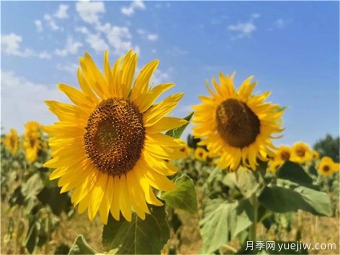 夏天10大美花，必須得有月季花(圖2)
