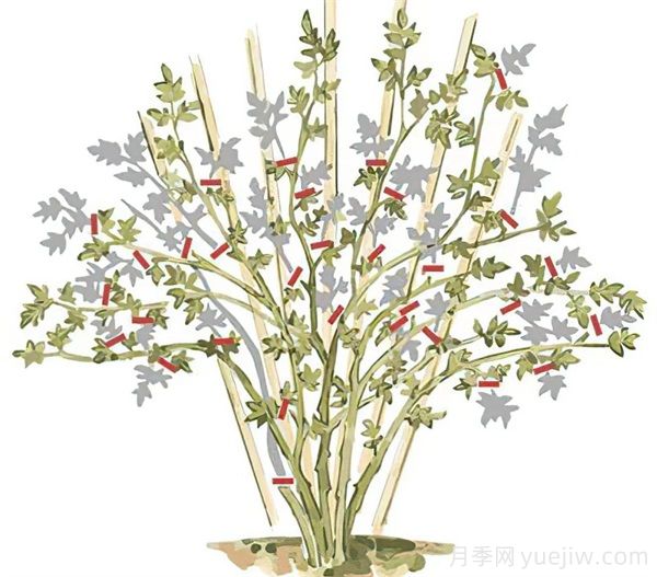 月季苗修剪全攻略，助你成為修剪高手(圖3)
