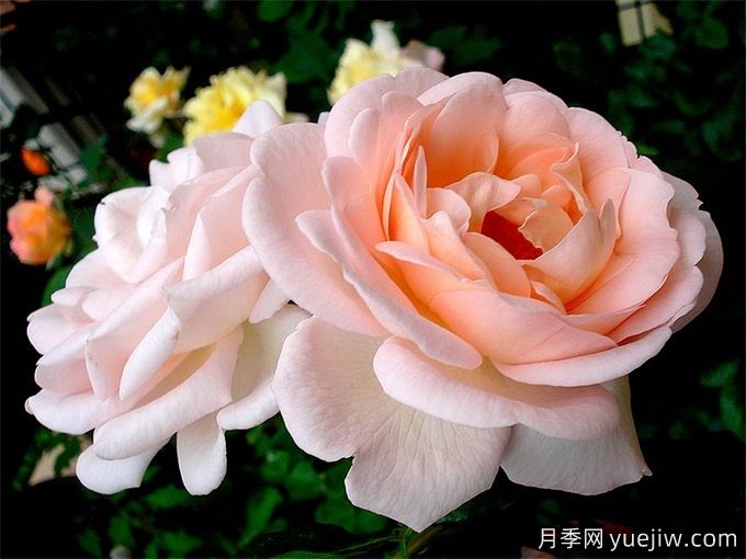 克萊爾月季/莉莉安娜/克萊爾文藝復興(圖2)