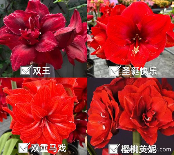 ?紅橙粉白，四大色系朱頂紅品種盤點(圖1)