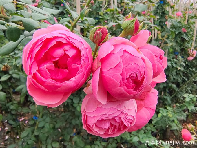 月季是每個月都開花嗎？怎樣讓月季每個月都開花？(圖1)