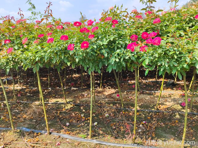 月季是每個月都開花嗎？怎樣讓月季每個月都開花？(圖3)