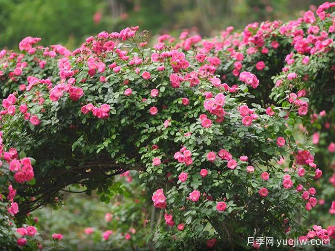 資陽(yáng)字庫(kù)山的月季花海盛宴，趕赴美麗(圖2)