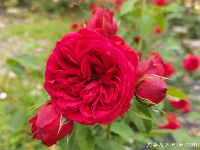 月季推薦，紅蘋果(圖1)