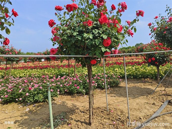 愛(ài)上一棵會(huì)開(kāi)花的樹(shù)：樹(shù)狀月季(圖1)