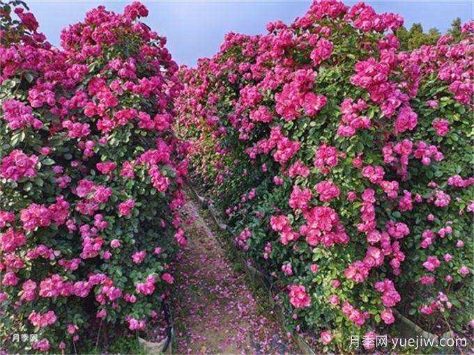 如何打造一面月季花墻？(圖3)