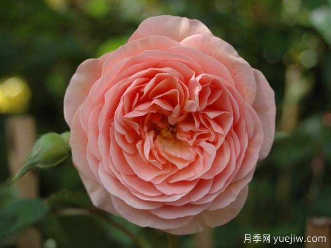 如果你喜歡淡雅，推薦5個橙杏色和桃粉色月季(圖4)