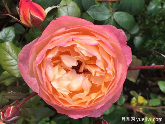 如果你喜歡淡雅，推薦5個橙杏色和桃粉色月季(圖1)