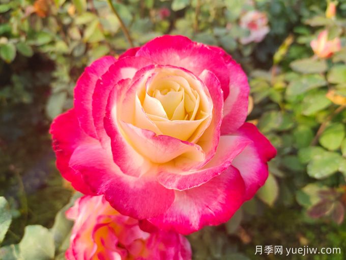 適合城市家庭種的7種花，萬(wàn)種挑一的精選品種(圖2)