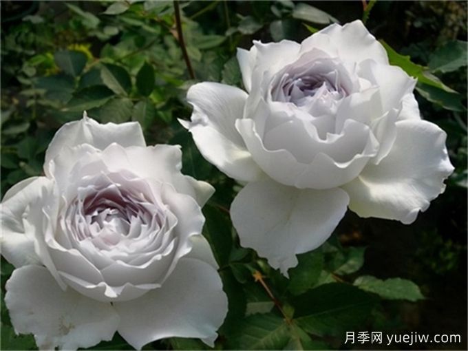 適合城市家庭種的7種花，萬(wàn)種挑一的精選品種(圖4)