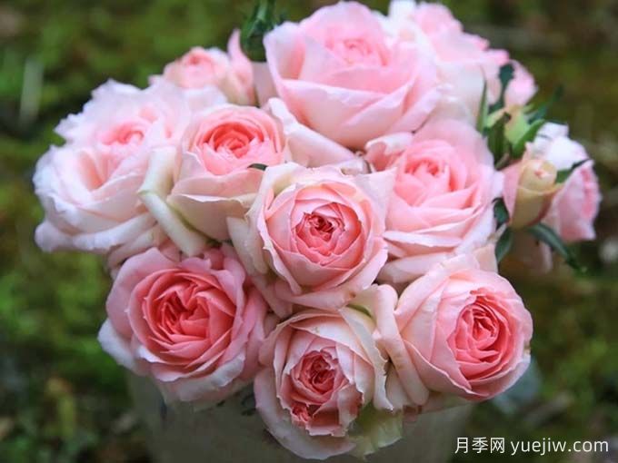 月季推薦，白桃妖精月季(圖2)