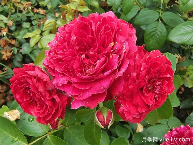 只種一款紅色爬藤月季，強力推薦紅達月季(圖2)