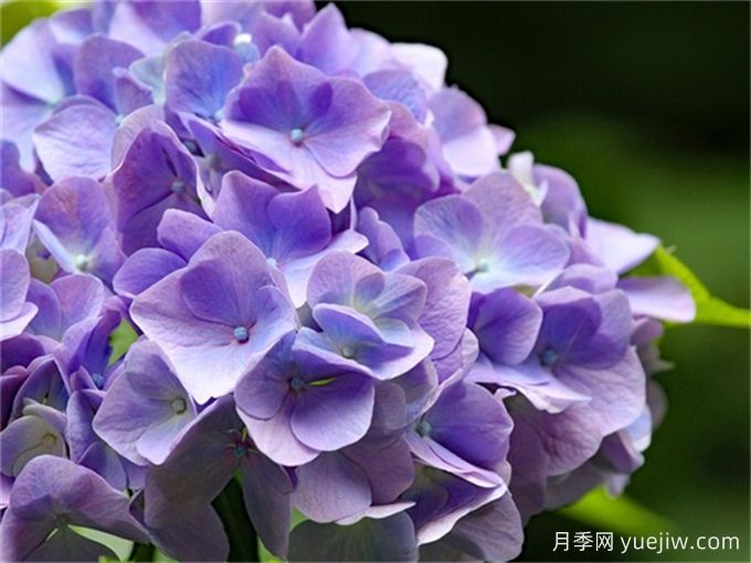 北方懶人低維護(hù)花園植物合集(開(kāi)花類)，你認(rèn)識(shí)幾種？(圖1)