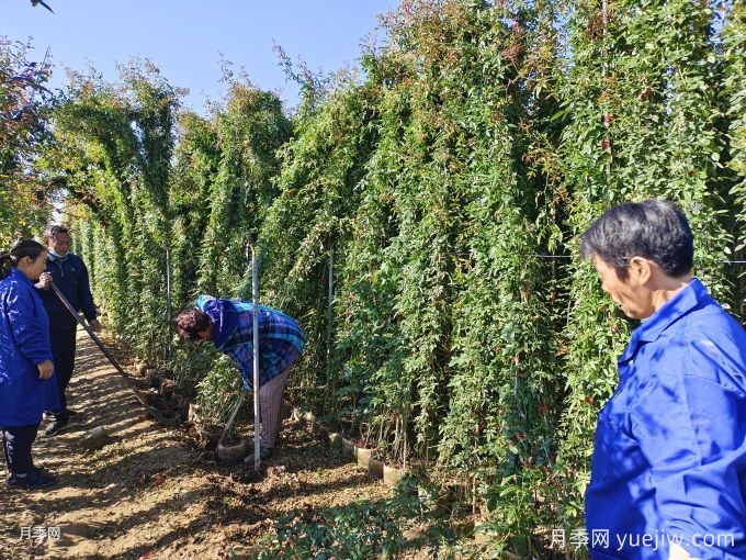 藤本月季牽引別著急，做錯(cuò)可能春天花量減一半(圖2)