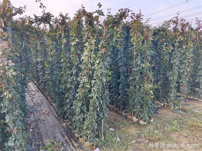 常見86種園林植物的識(shí)別與整形修剪技術(shù)(圖3)