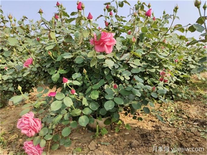 常見86種園林植物的識(shí)別與整形修剪技術(shù)(圖2)