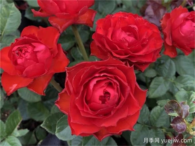 月季是歲月里的詩(shī)歌，走進(jìn)那些好聽(tīng)又好看的月季品種(圖5)