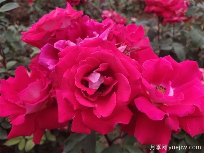 玫瑰花語數(shù)學課：一朵、三朵還是百朵？(圖3)