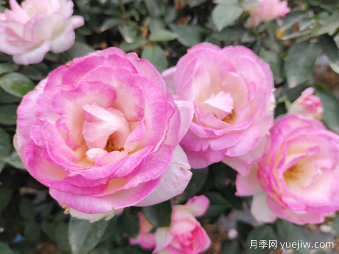 常見植物風(fēng)水學(xué)之“五行”劃分，讓你的運(yùn)勢更旺！(圖1)