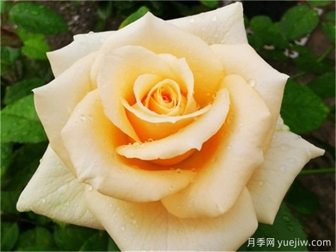 月季推薦，蜜桃雪山月季(圖1)