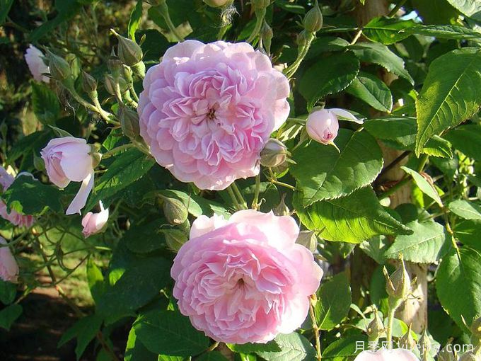 30款巨型爬藤月季，高度達(dá)5米能做花墻拱門(圖1)