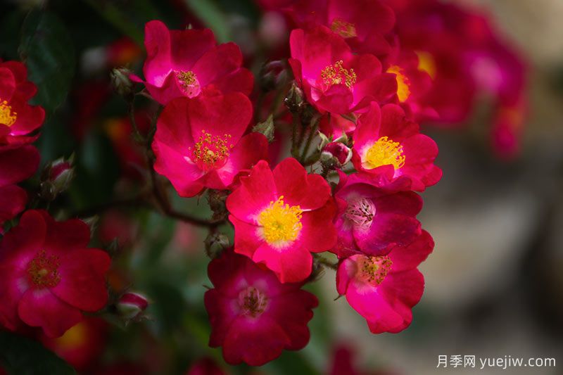 30款巨型爬藤月季，高度達(dá)5米能做花墻拱門(圖2)