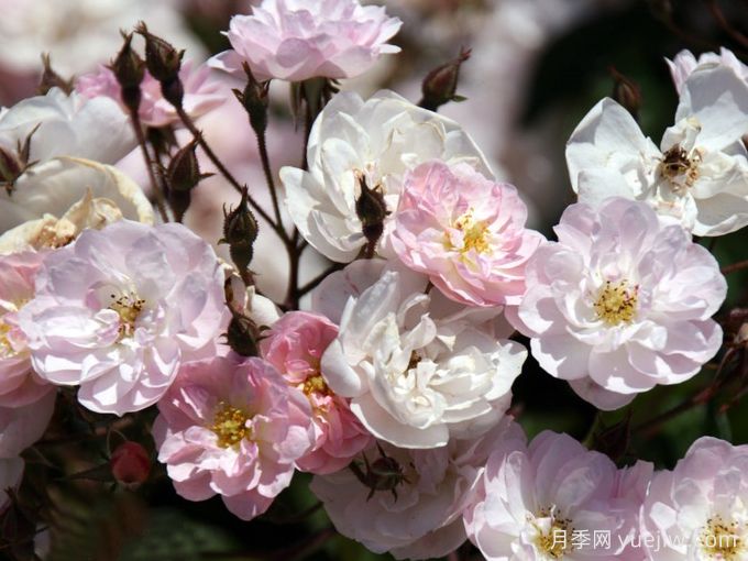 30款巨型爬藤月季，高度達(dá)5米能做花墻拱門(圖3)