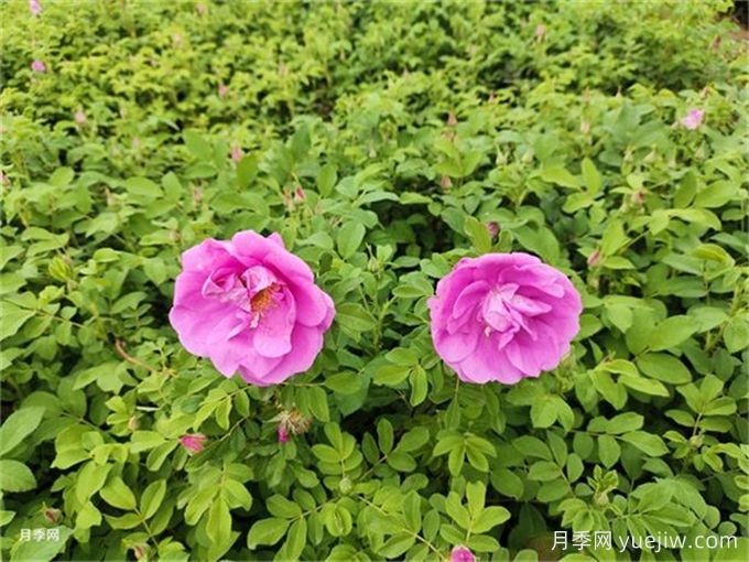 適合喀什地區(qū)園林綠化氣候特點(diǎn)的花木品種匯總(圖1)