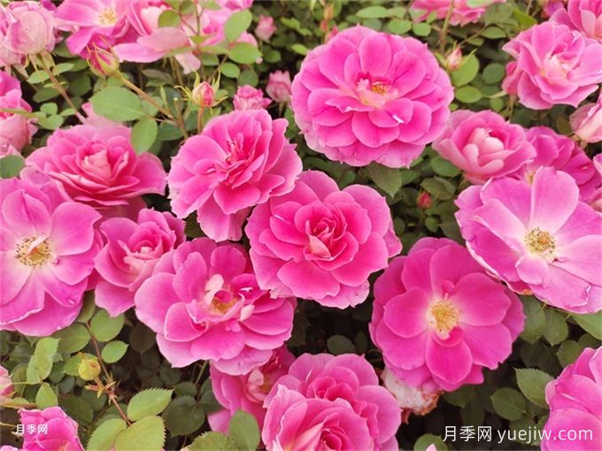 適合喀什地區(qū)園林綠化氣候特點(diǎn)的花木品種匯總(圖2)