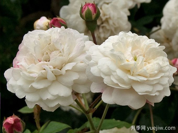 永恒的快樂月季/菲利斯黛佩彼特/幸福與永恒/七姐妹(圖3)